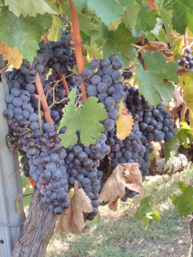 Pensjonat La Residenza Di Campagna Manciano Zewnętrze zdjęcie